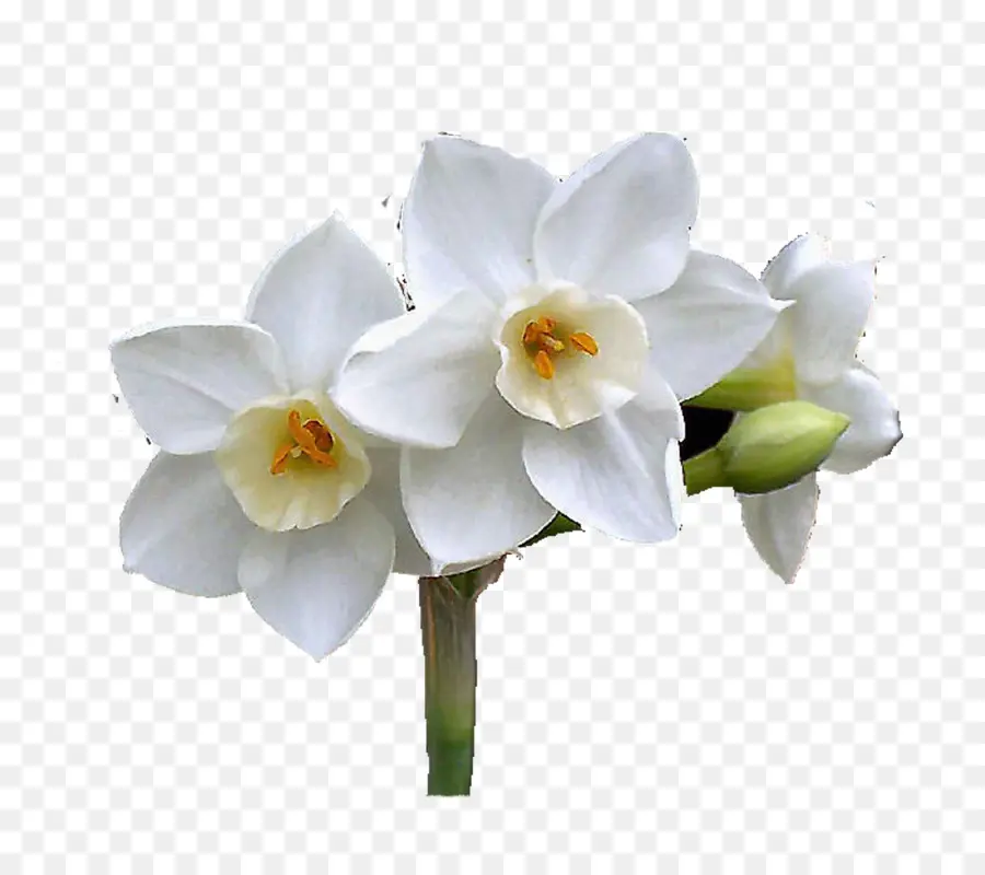 Narciso，Las Flores Cortadas PNG
