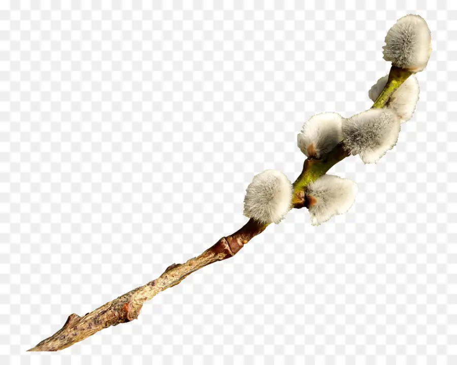 Catkin，Pascua PNG