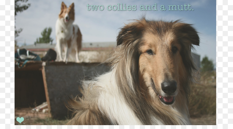 Rough Collie，Borzoi PNG