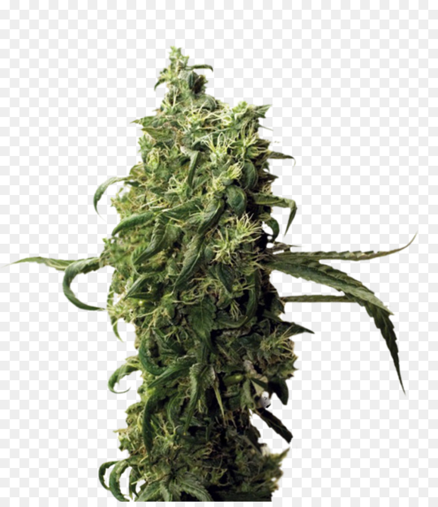 Cultivar，El Cannabis PNG