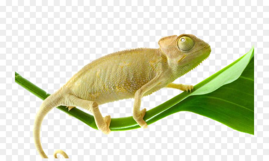 Chameleons，Fondo De Escritorio PNG