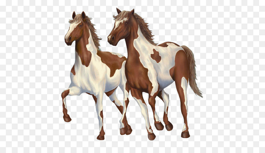 Caballos，Equino PNG