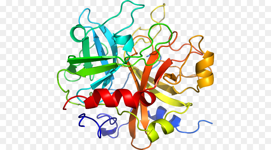 Familia Interleucina1，Interleucina 1 Receptor Tipo I PNG