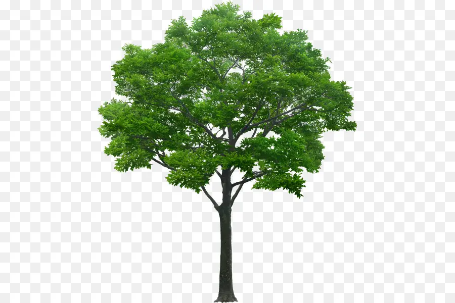 Árbol，Hojas PNG