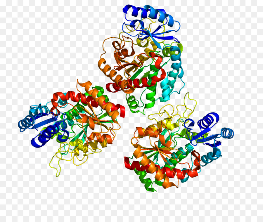 Carboxipeptidasa B2，Carboxipeptidasa PNG