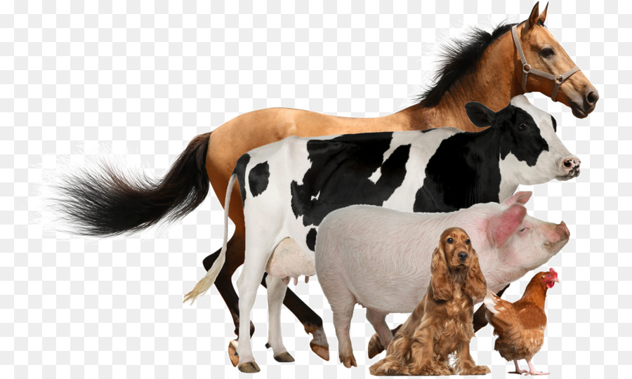 Animales De Granja，Caballo PNG