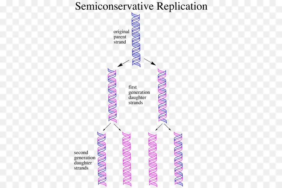 La Replicación Semiconservativa，La Replicación Del Adn PNG