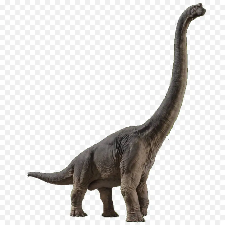 Brachiosaurus，Velociraptor PNG