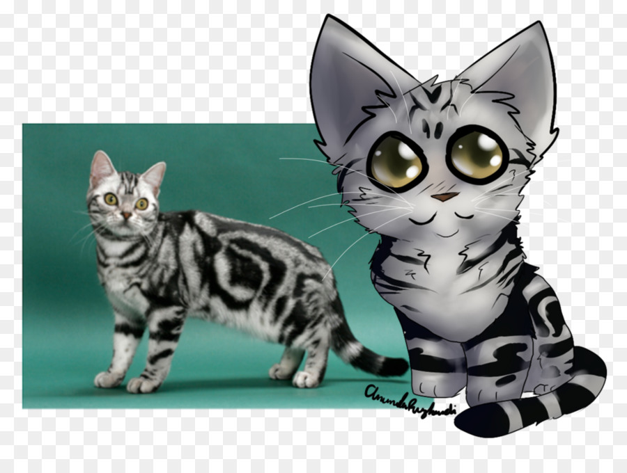 American Shorthair，British Shorthair PNG