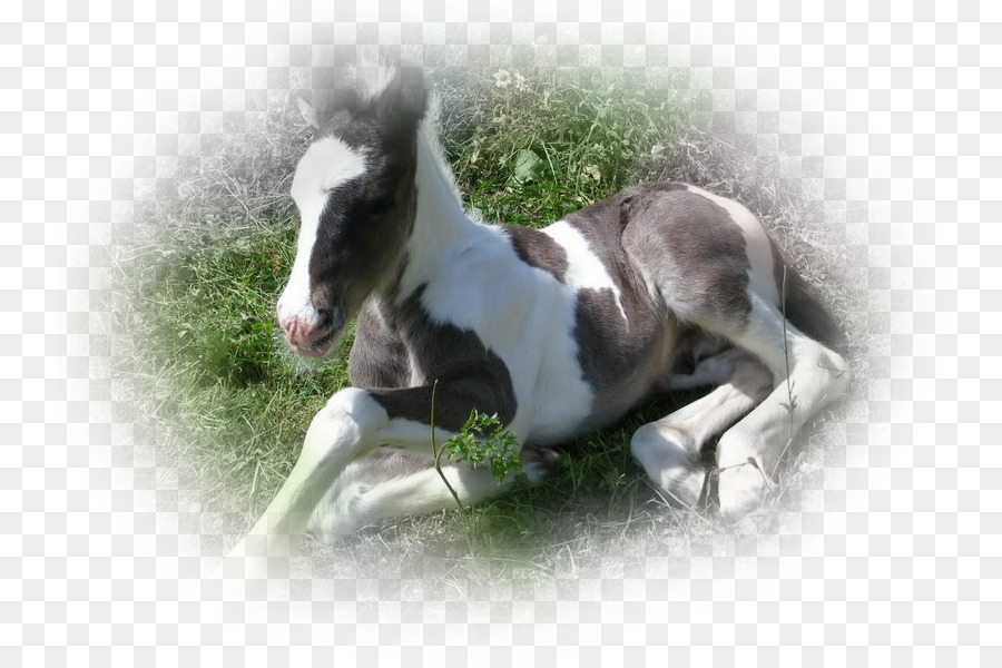 Mare，Foal PNG