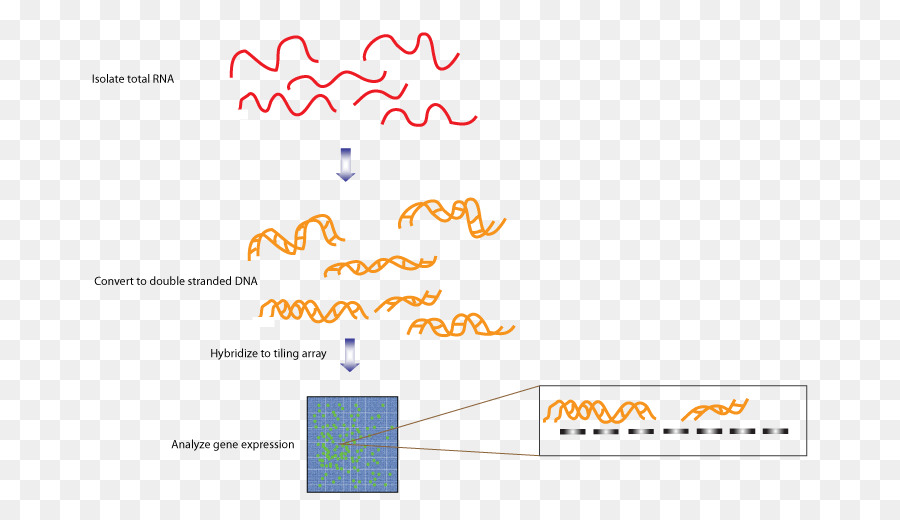 Baldosas De La Matriz，Transcriptoma PNG