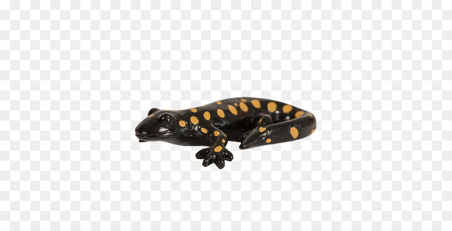 Salamandra，Tritón PNG