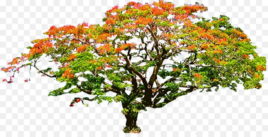 árbol En Flor，Rosa PNG