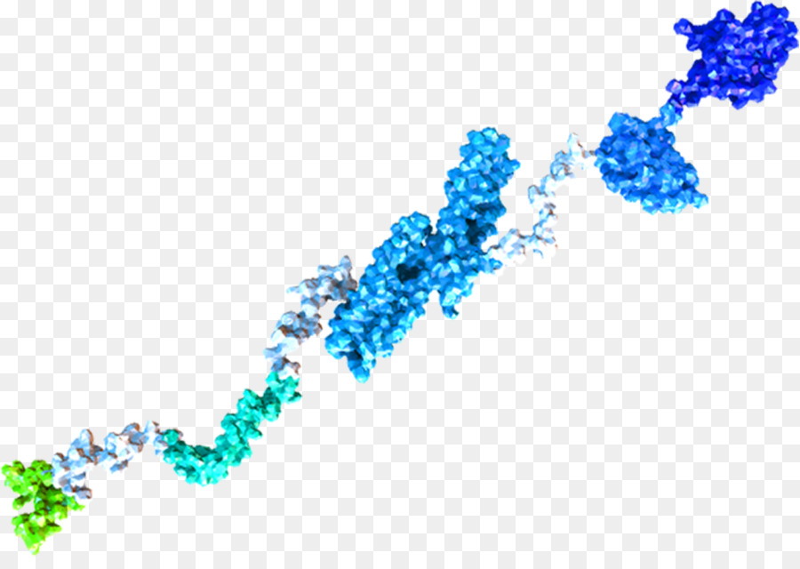 La Proteína Precursora De Amiloide，Betasecretase 1 PNG