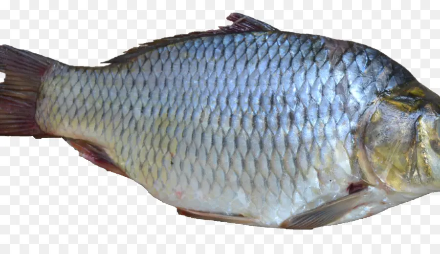 Los Peces，La Tilapia PNG