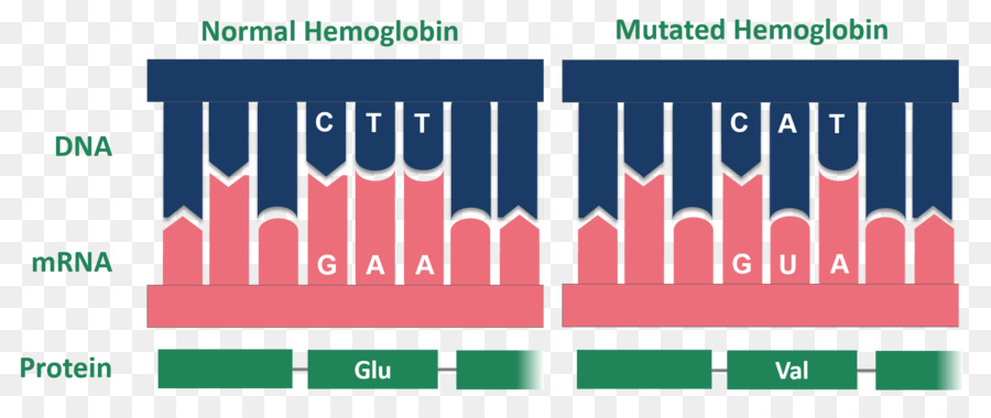 La Enfermedad De Células Falciformes，La Hemoglobina PNG