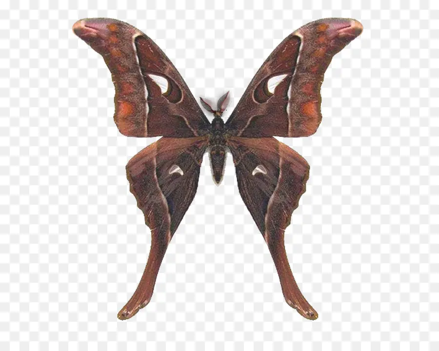 Mariposa，La Polilla PNG