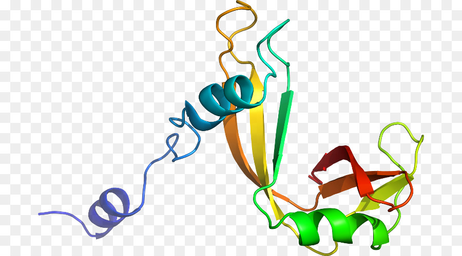 Proteína，Molécula PNG