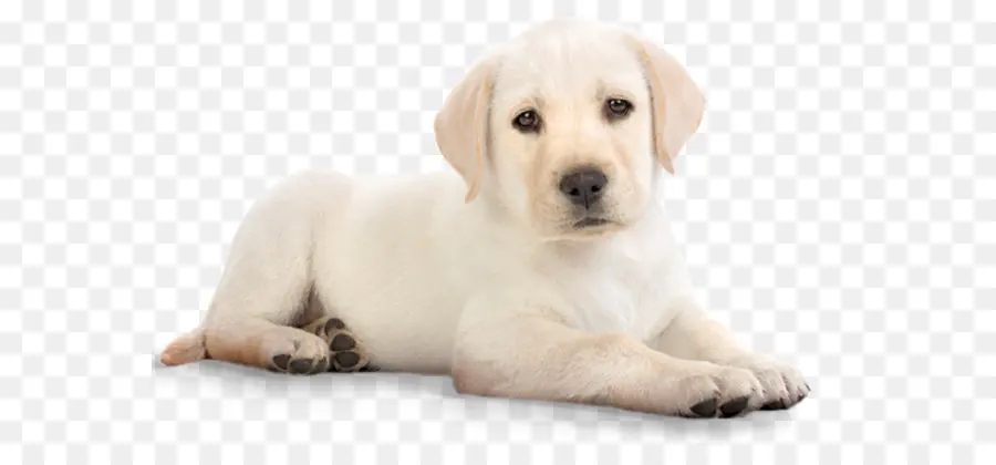 Cachorro，Perro PNG