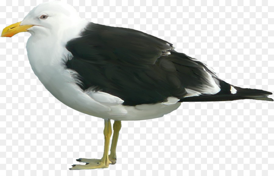 Gran Blackbacked Gaviota，Postscript Encapsulado PNG