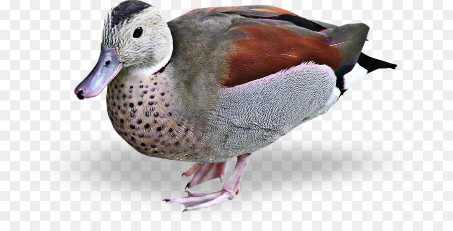 Pato Real，Pato PNG