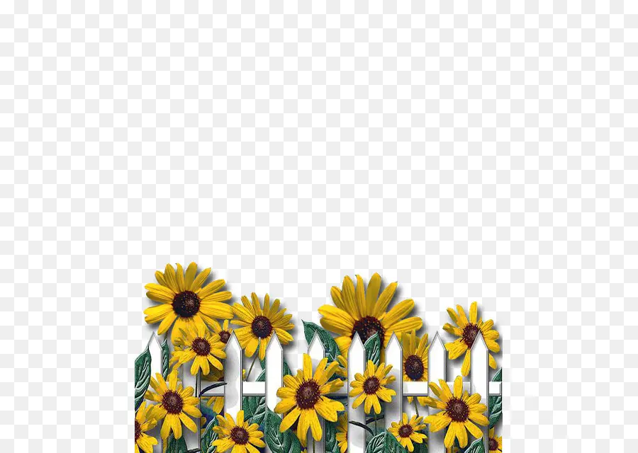 Girasoles，Cerca PNG