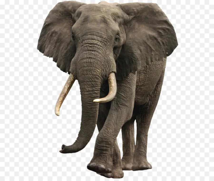 Elefante Africano，Elefante PNG