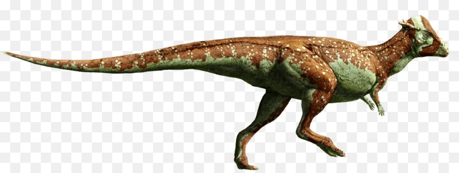 Pachycephalosaurus，Velociraptor PNG