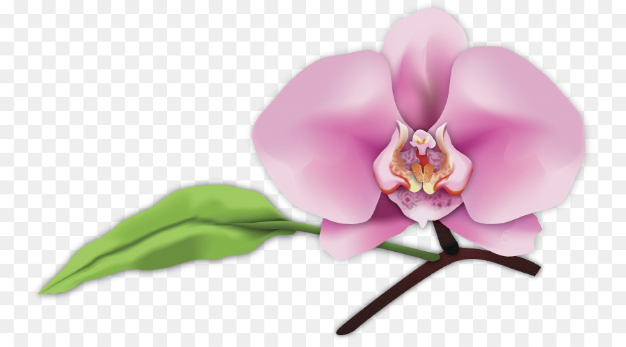 Arte，La Polilla De Las Orquídeas PNG