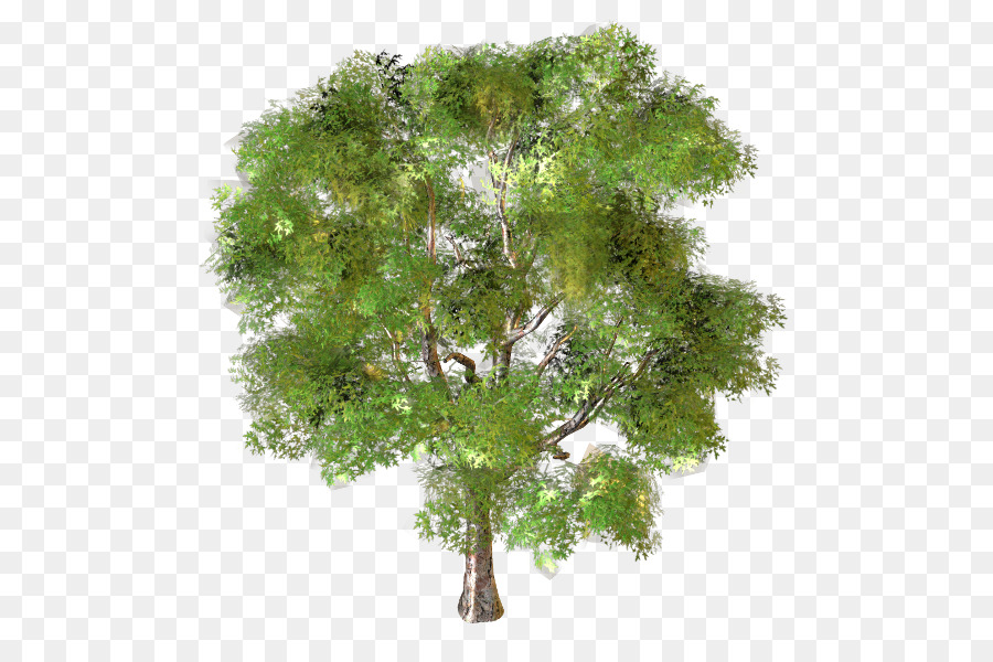 árbol，Rama PNG