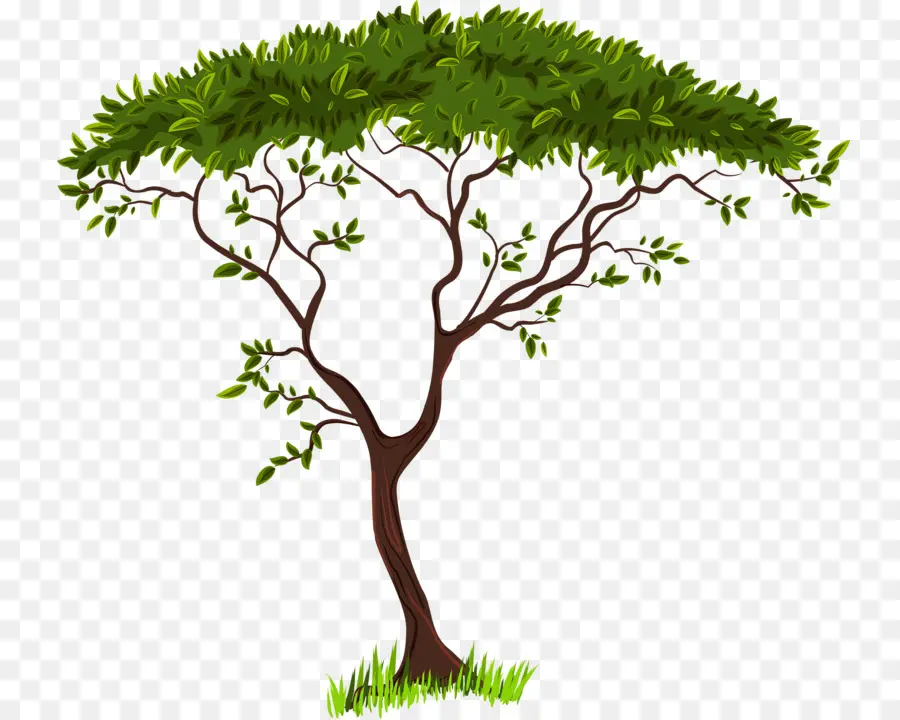 árbol，Blog PNG