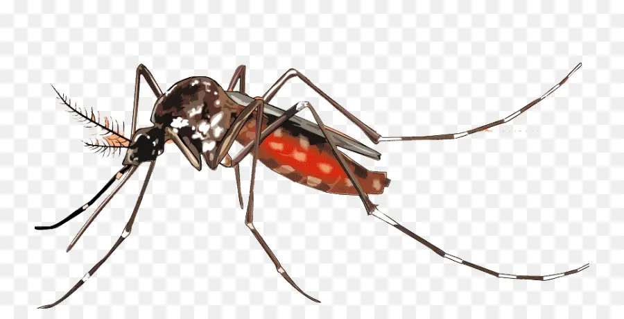 Mosquito，Dengue PNG