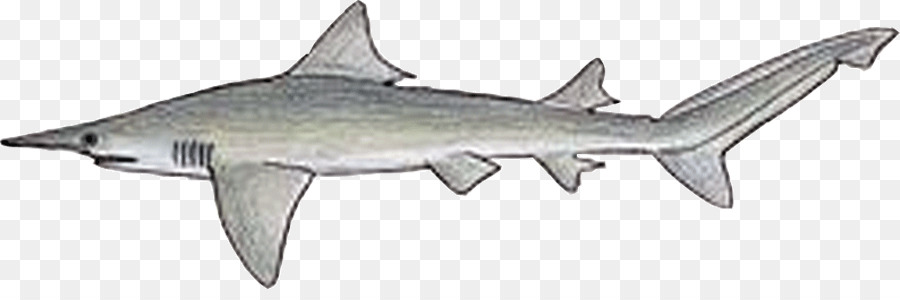 Daggernose Tiburón，Los Tiburones Del Mundo PNG