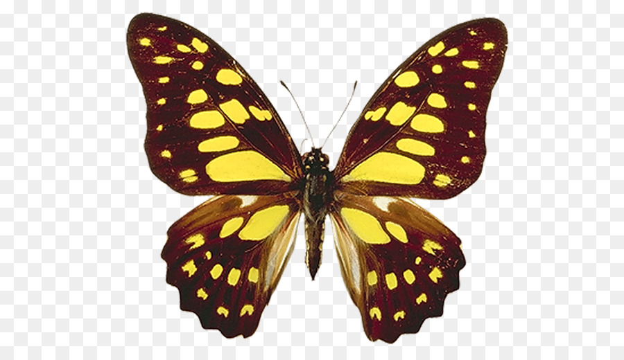 Mariposa，Iconos De Equipo PNG