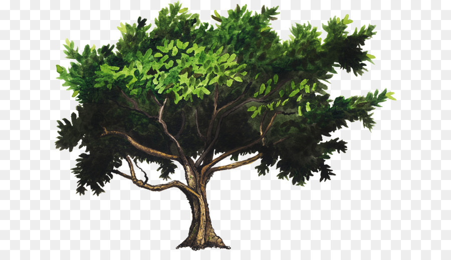 Árbol，Naturaleza PNG