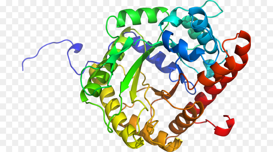 Estructura De La Proteína，Molécula PNG