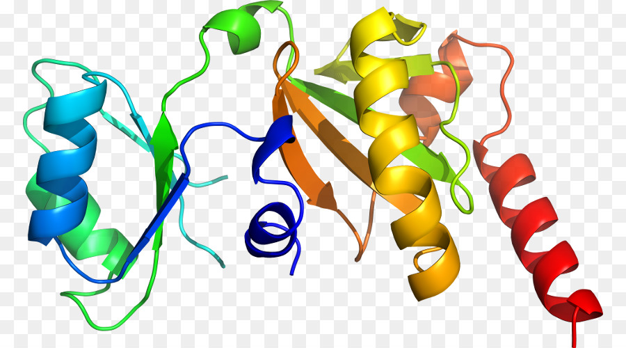 Estructura De La Proteína，Molécula PNG