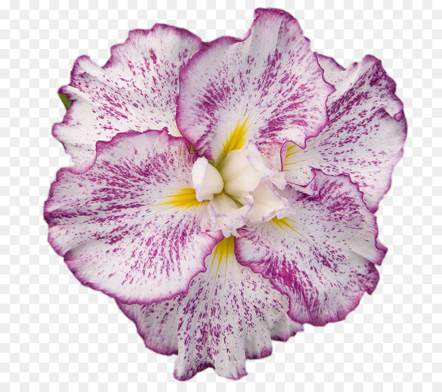 Japonés Agua Iris，Japonés Iris PNG