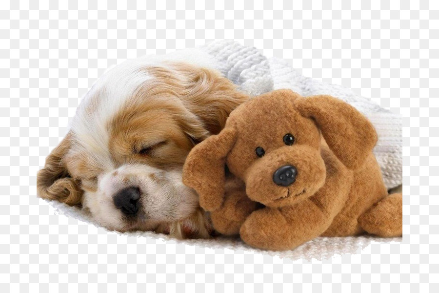 Cavalier King Charles Spaniel，Cachorro PNG