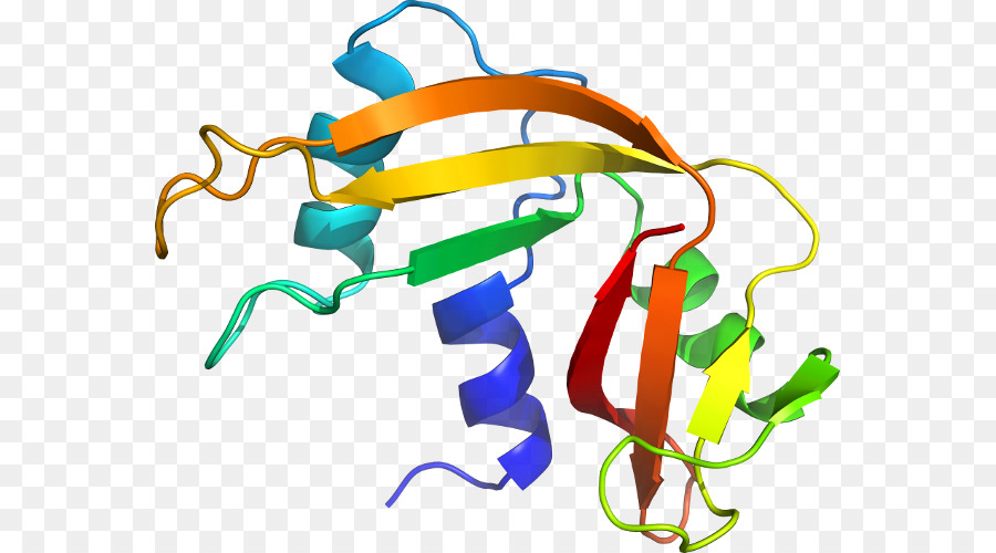 Estructura Proteica，Molécula PNG