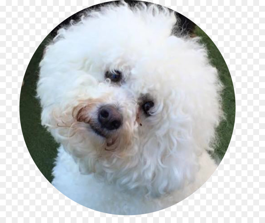 Perro Blanco Esponjoso，Mascota PNG