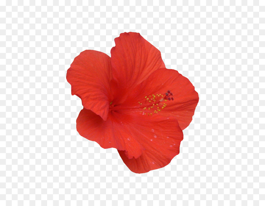 Plantilla De Zapato，Hibisco PNG