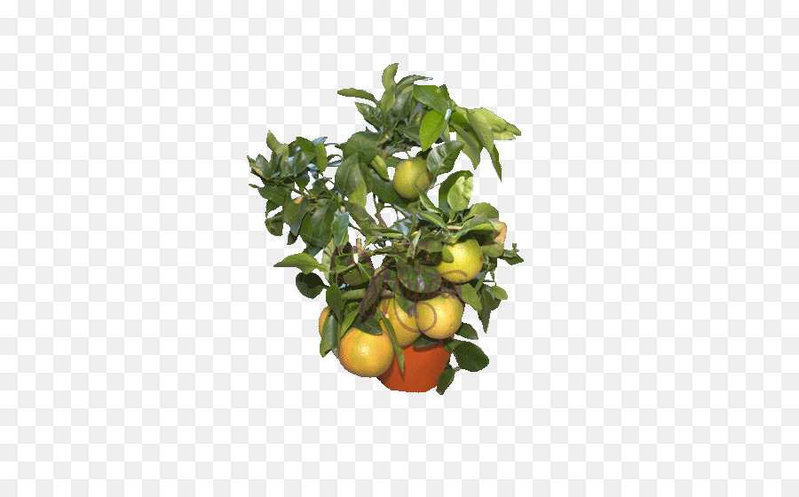 La Naranja Amarga，Cocina Vegetariana PNG