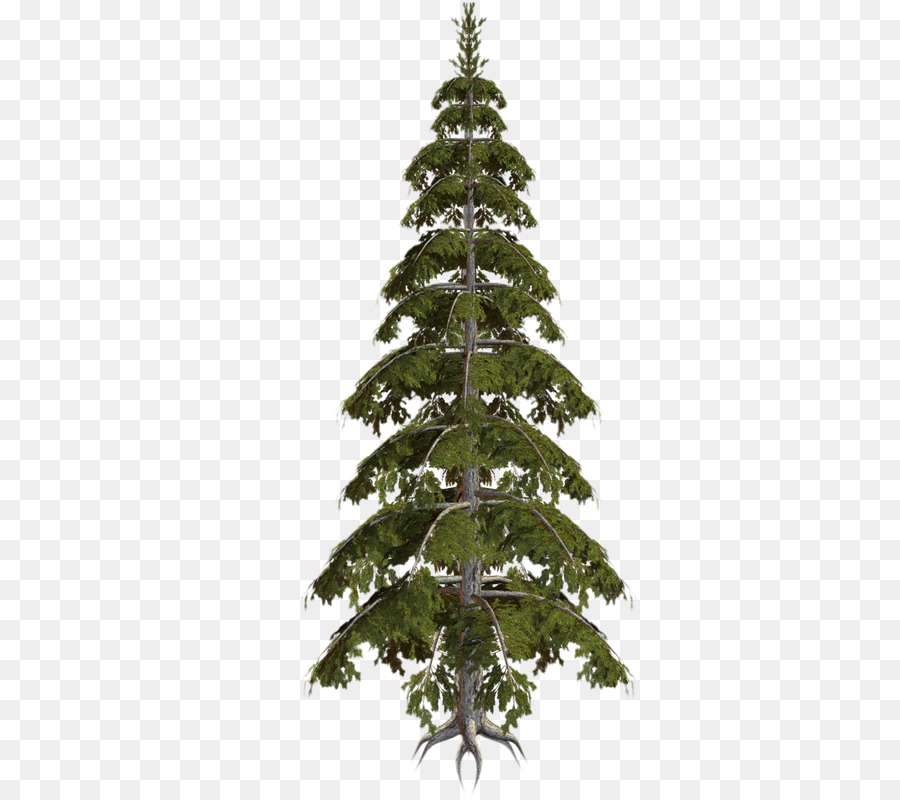 Abeto，árbol De Navidad PNG