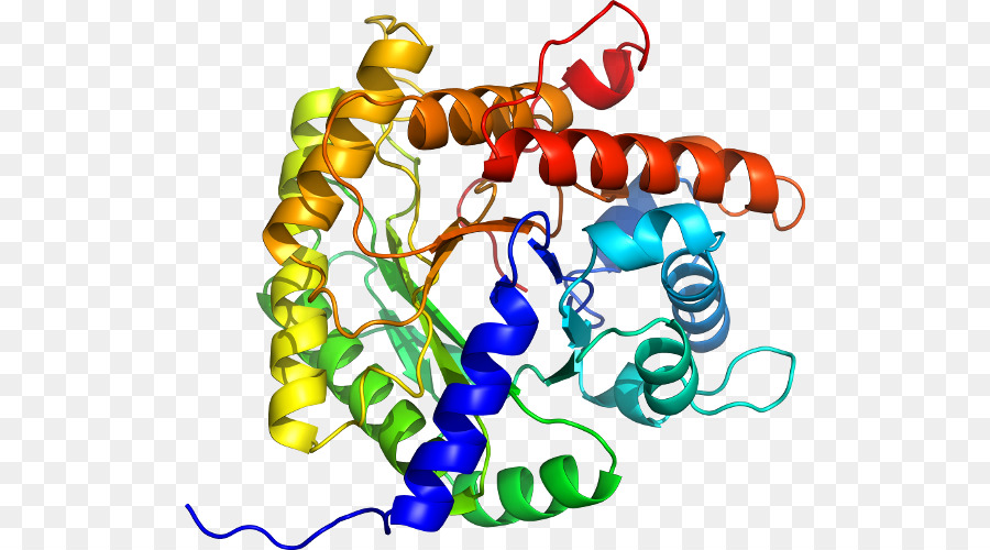 Estructura De La Proteína，Molécula PNG