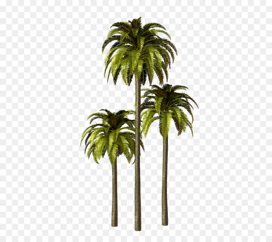 Asiático Palmira Palma，Arecaceae PNG