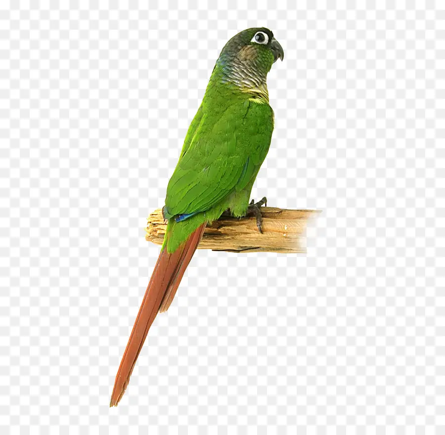 Pájaro，Guacamayo PNG