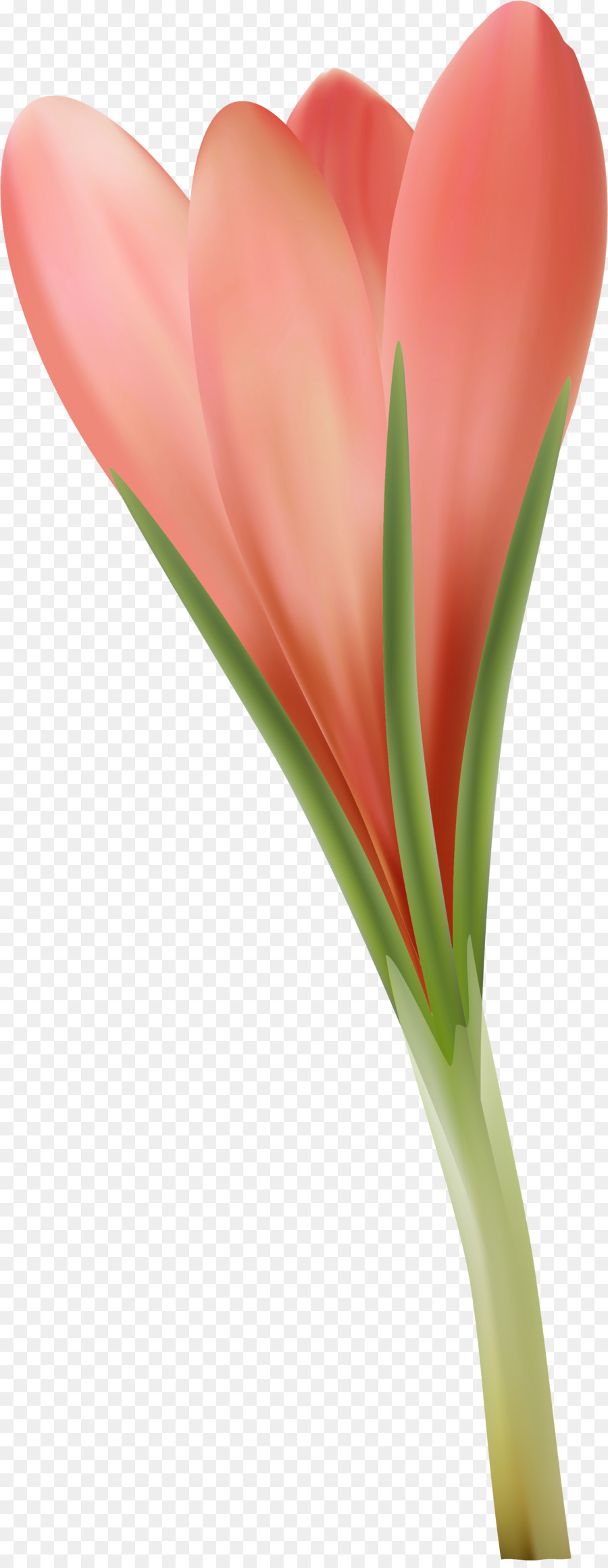 Flor，Rojo PNG