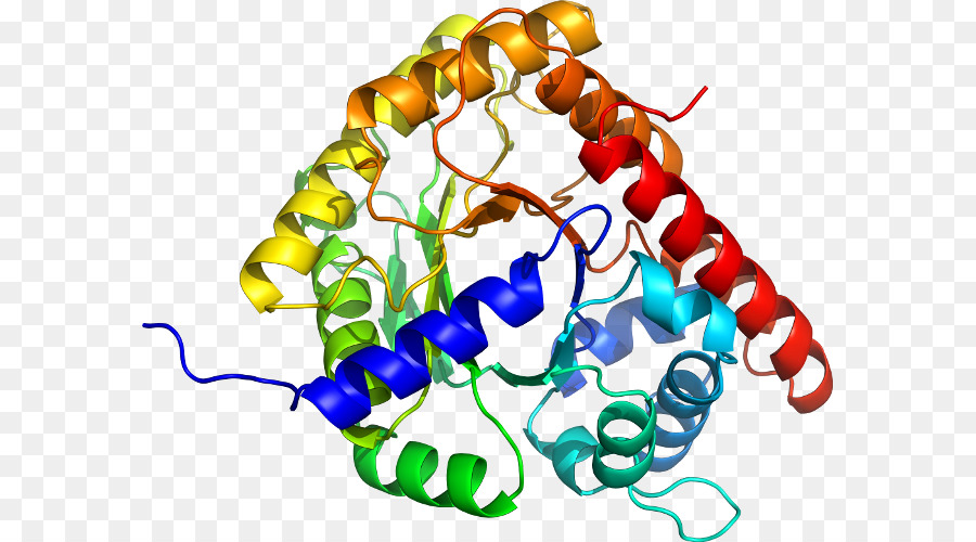 Estructura De La Proteína，Molécula PNG