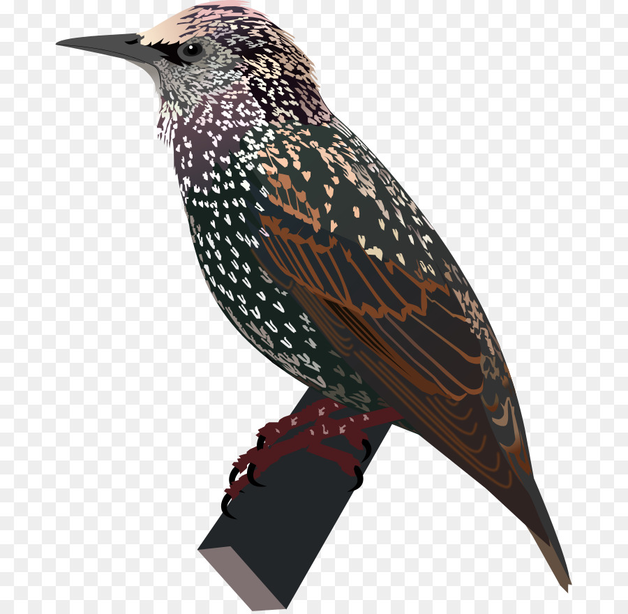 Común Estornino，Starling PNG